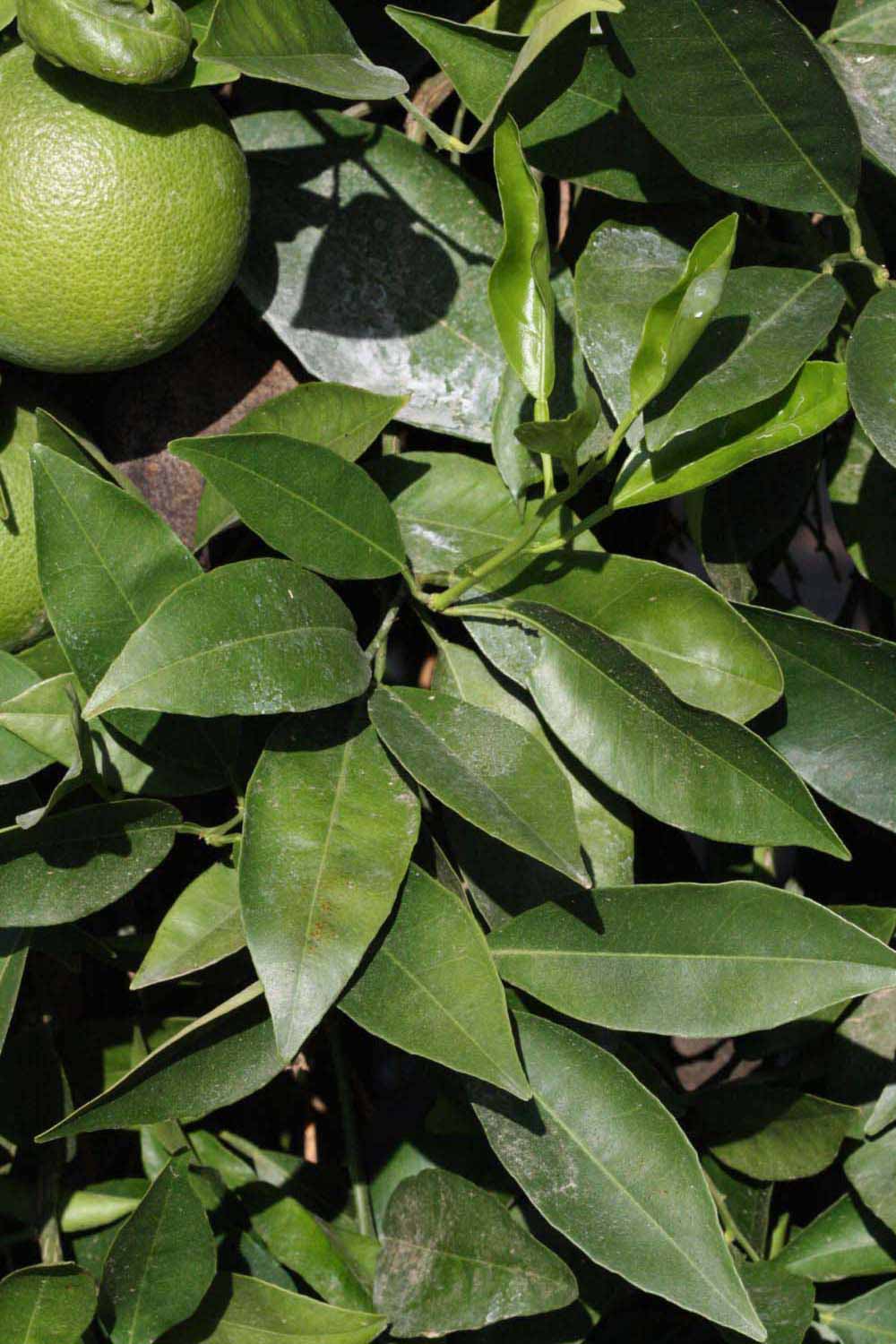              Sun leaves (Riverside, CA)       